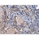 Immunohistochemistry - RAB41 Antibody from Signalway Antibody (42934) - Antibodies.com