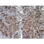 Immunohistochemistry - RPS15 Antibody from Signalway Antibody (42938) - Antibodies.com