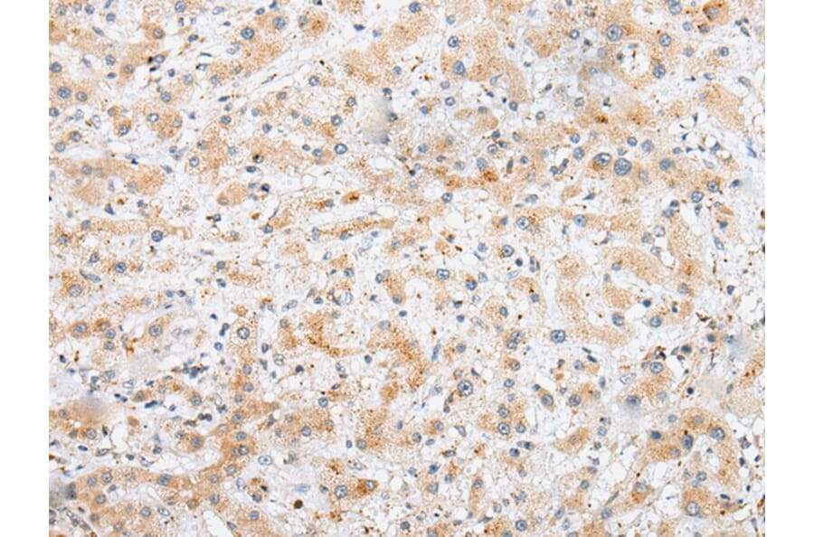 Immunohistochemistry - SYCE3 Antibody from Signalway Antibody (42939) - Antibodies.com
