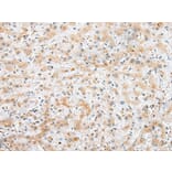 Immunohistochemistry - SYCE3 Antibody from Signalway Antibody (42939) - Antibodies.com