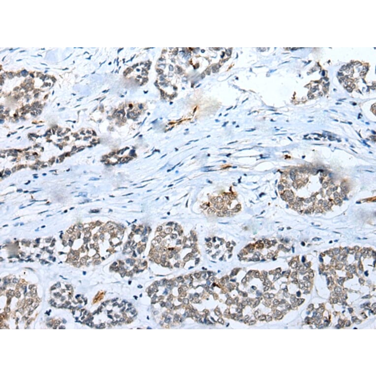 Immunohistochemistry - SYCE3 Antibody from Signalway Antibody (42939) - Antibodies.com
