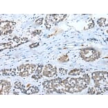 Immunohistochemistry - SYCE3 Antibody from Signalway Antibody (42939) - Antibodies.com