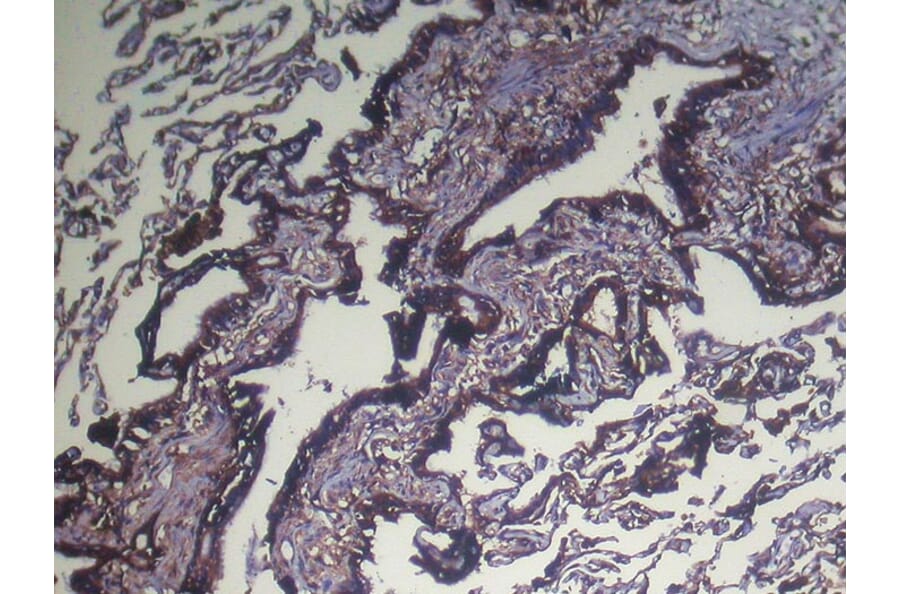 Immunohistochemistry - NUDT4 Antibody from Signalway Antibody (42944) - Antibodies.com