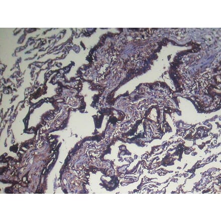 Immunohistochemistry - NUDT4 Antibody from Signalway Antibody (42944) - Antibodies.com