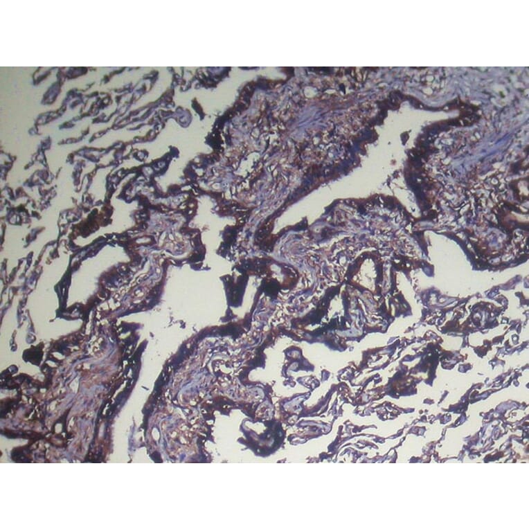 Immunohistochemistry - NUDT4 Antibody from Signalway Antibody (42944) - Antibodies.com