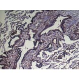 Immunohistochemistry - NUDT4 Antibody from Signalway Antibody (42944) - Antibodies.com