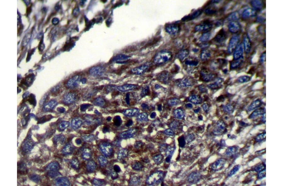 Immunohistochemistry - CAPS2 Antibody from Signalway Antibody (42951) - Antibodies.com