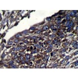 Immunohistochemistry - CAPS2 Antibody from Signalway Antibody (42951) - Antibodies.com