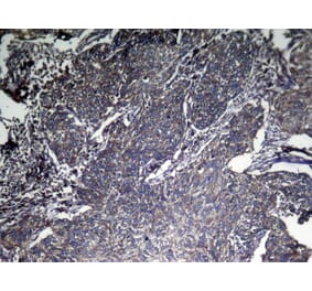 Immunohistochemistry - CNPY2 Antibody from Signalway Antibody (42954) - Antibodies.com