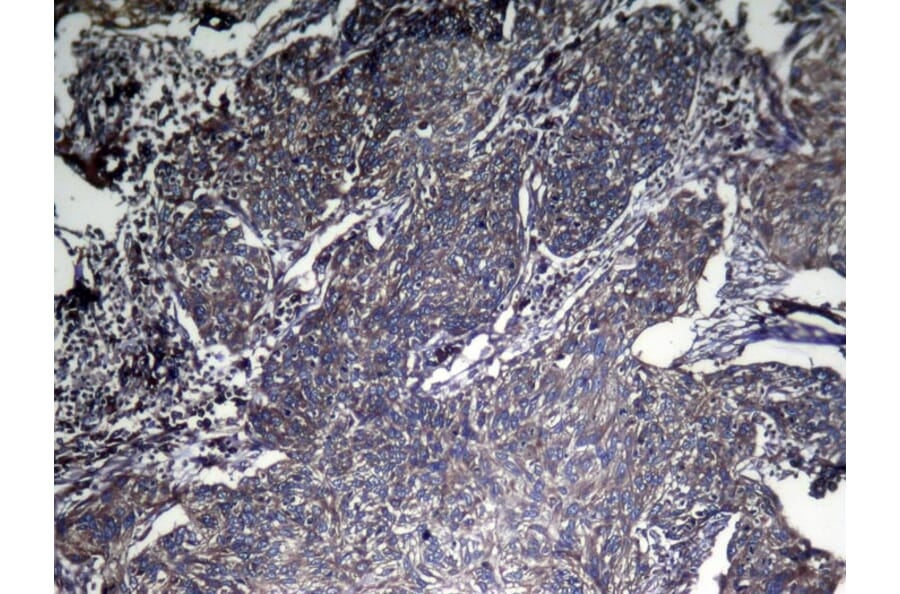 Immunohistochemistry - CNPY2 Antibody from Signalway Antibody (42954) - Antibodies.com