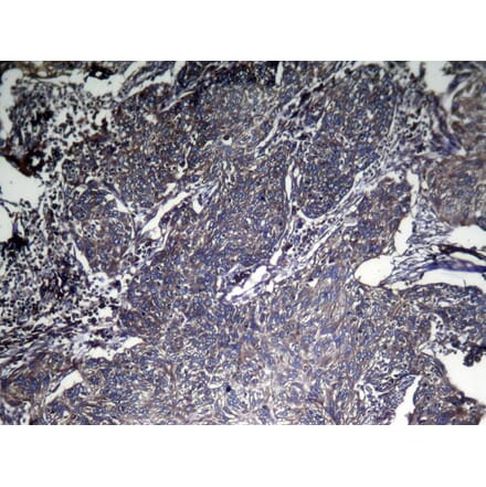 Immunohistochemistry - CNPY2 Antibody from Signalway Antibody (42954) - Antibodies.com