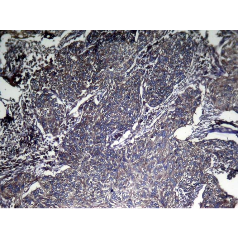 Immunohistochemistry - CNPY2 Antibody from Signalway Antibody (42954) - Antibodies.com