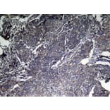 Immunohistochemistry - CNPY2 Antibody from Signalway Antibody (42954) - Antibodies.com