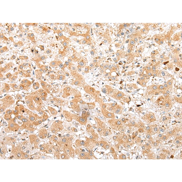 Immunohistochemistry - FKBP6 Antibody from Signalway Antibody (42955) - Antibodies.com