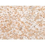 Immunohistochemistry - FKBP6 Antibody from Signalway Antibody (42955) - Antibodies.com