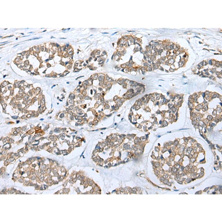 Immunohistochemistry - FKBP6 Antibody from Signalway Antibody (42955) - Antibodies.com