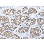 Immunohistochemistry - FKBP6 Antibody from Signalway Antibody (42955) - Antibodies.com