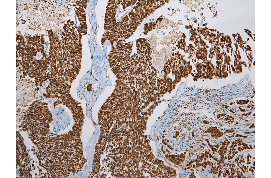 Immunohistochemistry - LSAMP Antibody from Signalway Antibody (42962) - Antibodies.com