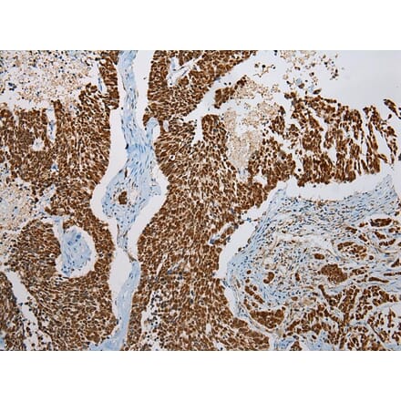 Immunohistochemistry - LSAMP Antibody from Signalway Antibody (42962) - Antibodies.com