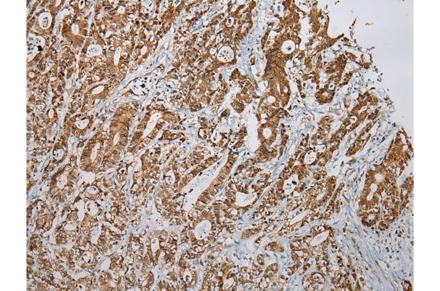 Immunohistochemistry - LSAMP Antibody from Signalway Antibody (42962) - Antibodies.com