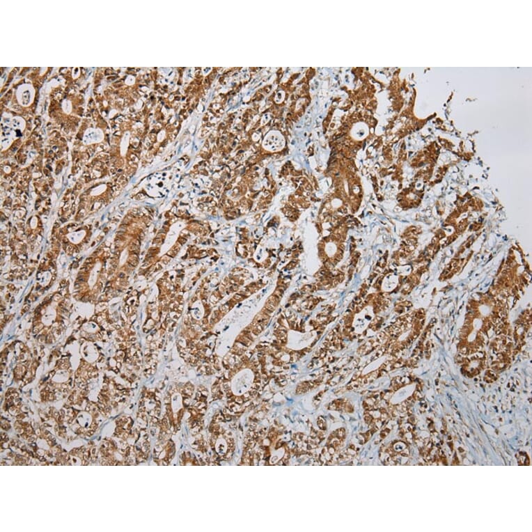 Immunohistochemistry - LSAMP Antibody from Signalway Antibody (42962) - Antibodies.com