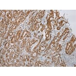 Immunohistochemistry - LSAMP Antibody from Signalway Antibody (42962) - Antibodies.com