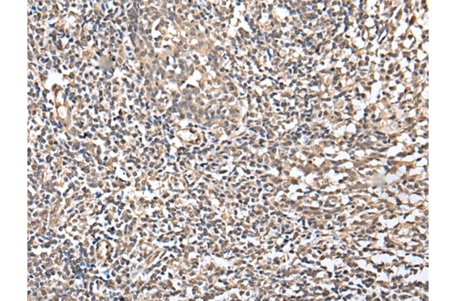 Immunohistochemistry - CSRP3 Antibody from Signalway Antibody (42970) - Antibodies.com