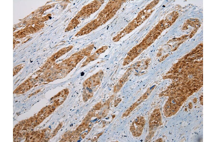 Immunohistochemistry - GSTM4 Antibody from Signalway Antibody (42977) - Antibodies.com