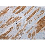 Immunohistochemistry - GSTM4 Antibody from Signalway Antibody (42977) - Antibodies.com