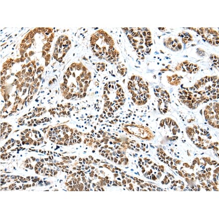 Immunohistochemistry - TWSG1 Antibody from Signalway Antibody (42983) - Antibodies.com