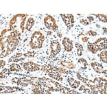 Immunohistochemistry - TWSG1 Antibody from Signalway Antibody (42983) - Antibodies.com
