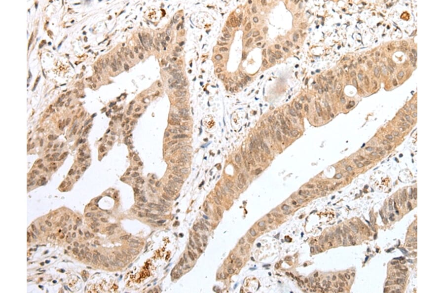 Immunohistochemistry - TWSG1 Antibody from Signalway Antibody (42983) - Antibodies.com