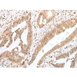 Immunohistochemistry - TWSG1 Antibody from Signalway Antibody (42983) - Antibodies.com
