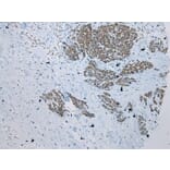 Immunohistochemistry - ZNF22 Antibody from Signalway Antibody (42986) - Antibodies.com