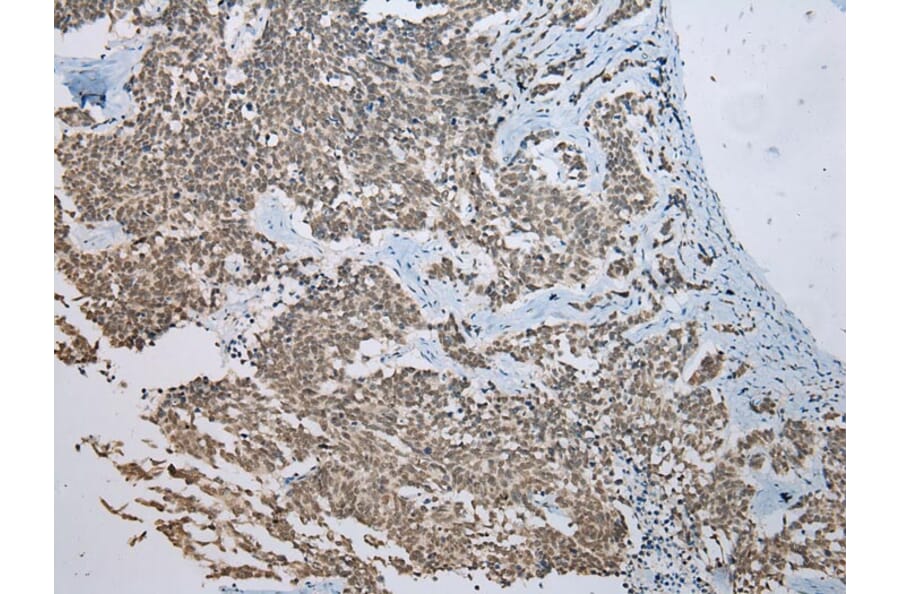 Immunohistochemistry - FAM3D Antibody from Signalway Antibody (42987) - Antibodies.com