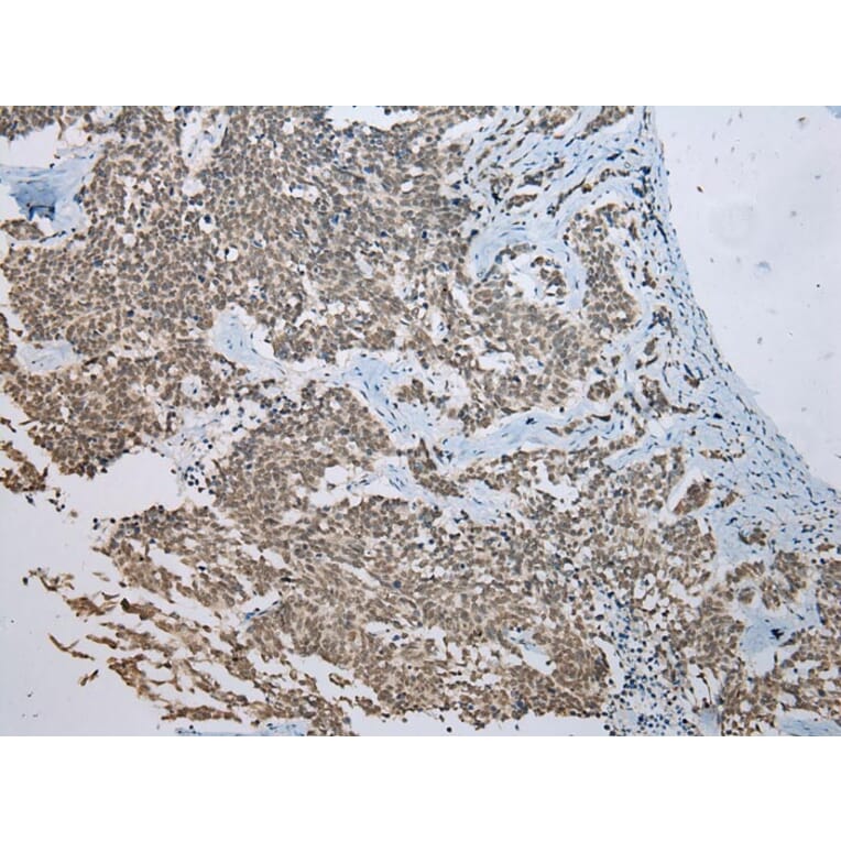 Immunohistochemistry - FAM3D Antibody from Signalway Antibody (42987) - Antibodies.com