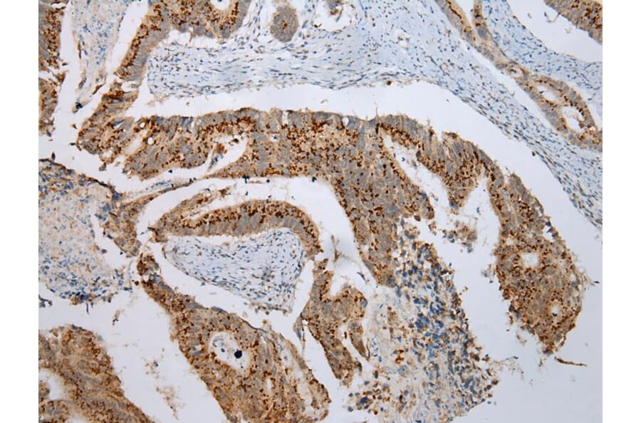 Immunohistochemistry - FAM3D Antibody from Signalway Antibody (42987) - Antibodies.com
