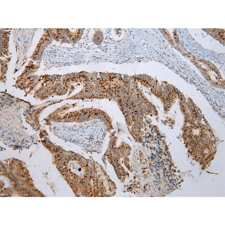 Immunohistochemistry - FAM3D Antibody from Signalway Antibody (42987) - Antibodies.com