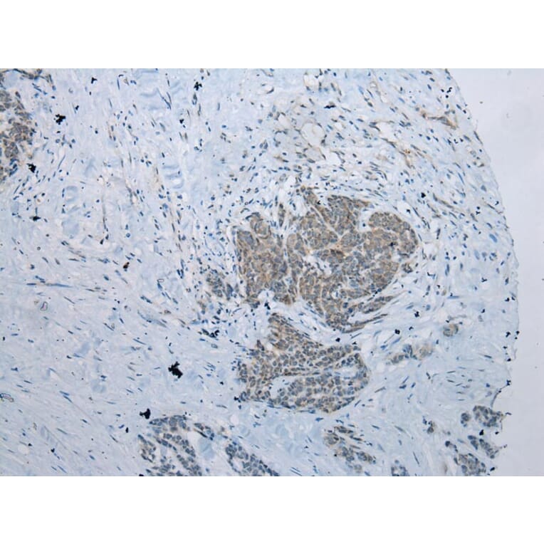 Immunohistochemistry - NAA60 Antibody from Signalway Antibody (42996) - Antibodies.com