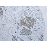 Immunohistochemistry - NAA60 Antibody from Signalway Antibody (42996) - Antibodies.com