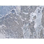 Immunohistochemistry - NAA60 Antibody from Signalway Antibody (42996) - Antibodies.com