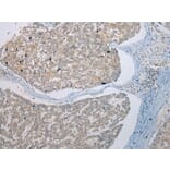 Immunohistochemistry - UBE2Z Antibody from Signalway Antibody (42999) - Antibodies.com