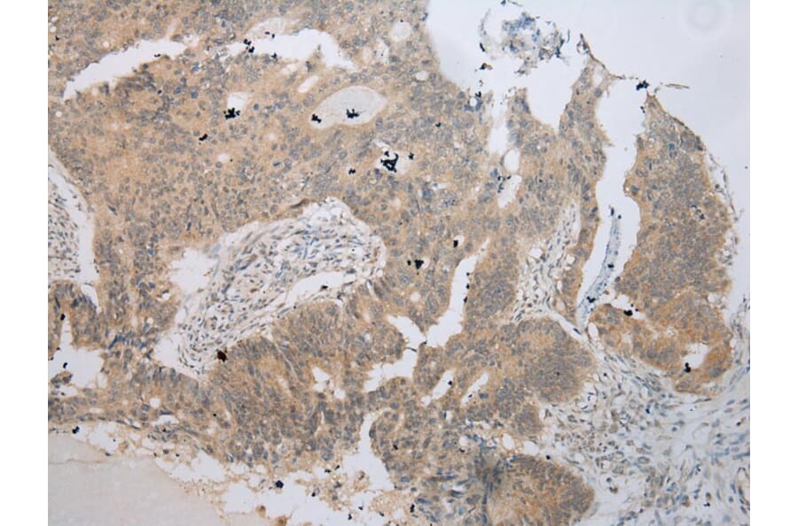 Immunohistochemistry - UBE2Z Antibody from Signalway Antibody (42999) - Antibodies.com