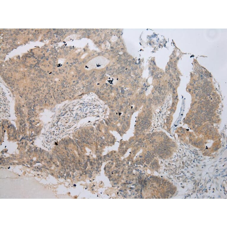 Immunohistochemistry - UBE2Z Antibody from Signalway Antibody (42999) - Antibodies.com