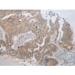 Immunohistochemistry - UBE2Z Antibody from Signalway Antibody (42999) - Antibodies.com