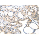 Immunohistochemistry - MASP2 Antibody from Signalway Antibody (43097) - Antibodies.com