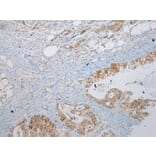 Immunohistochemistry - MGST1 Antibody from Signalway Antibody (43149) - Antibodies.com