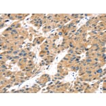 Immunohistochemistry - TRPV5 Antibody from Signalway Antibody (43169) - Antibodies.com