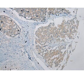 Immunohistochemistry - UBTD2 Antibody from Signalway Antibody (43175) - Antibodies.com