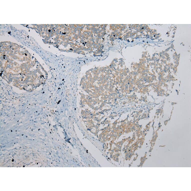 Immunohistochemistry - UBTD2 Antibody from Signalway Antibody (43175) - Antibodies.com